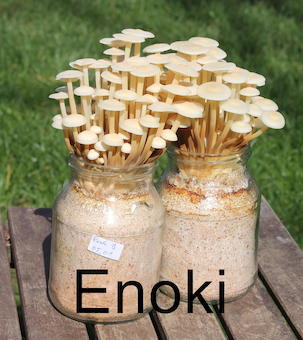 Enoki